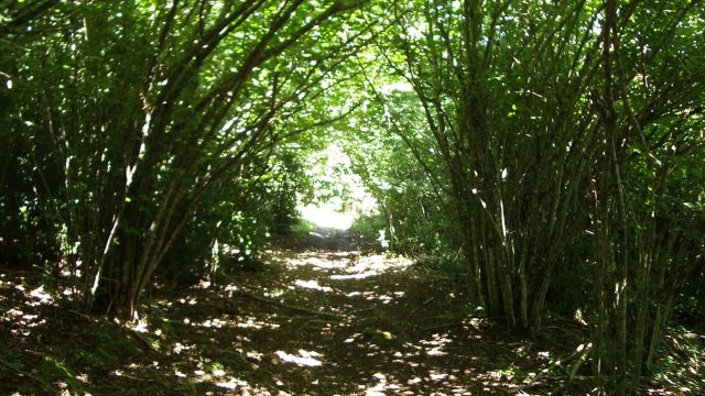 El Roble de Garaioa, un tronco ‘milenario’