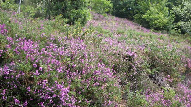 Proyecto Irati Aritza: Robledales con historia