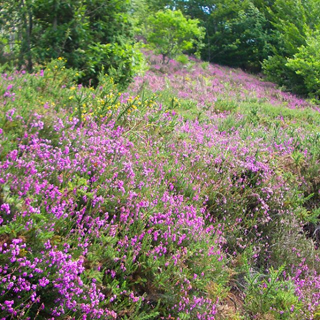 Sendero Garralda