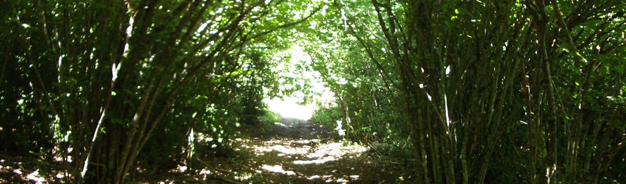 El Roble de Garaioa, un tronco ‘milenario’